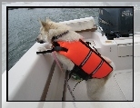 Norsk Buhund, pomara�czowy, kapok